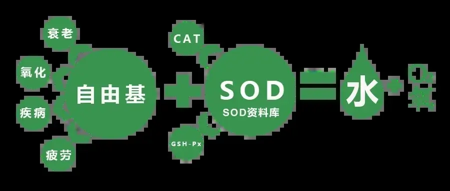 图片[4]_超氧化物歧化酶（SOD），抗衰与健康的关键因素_轻养有术