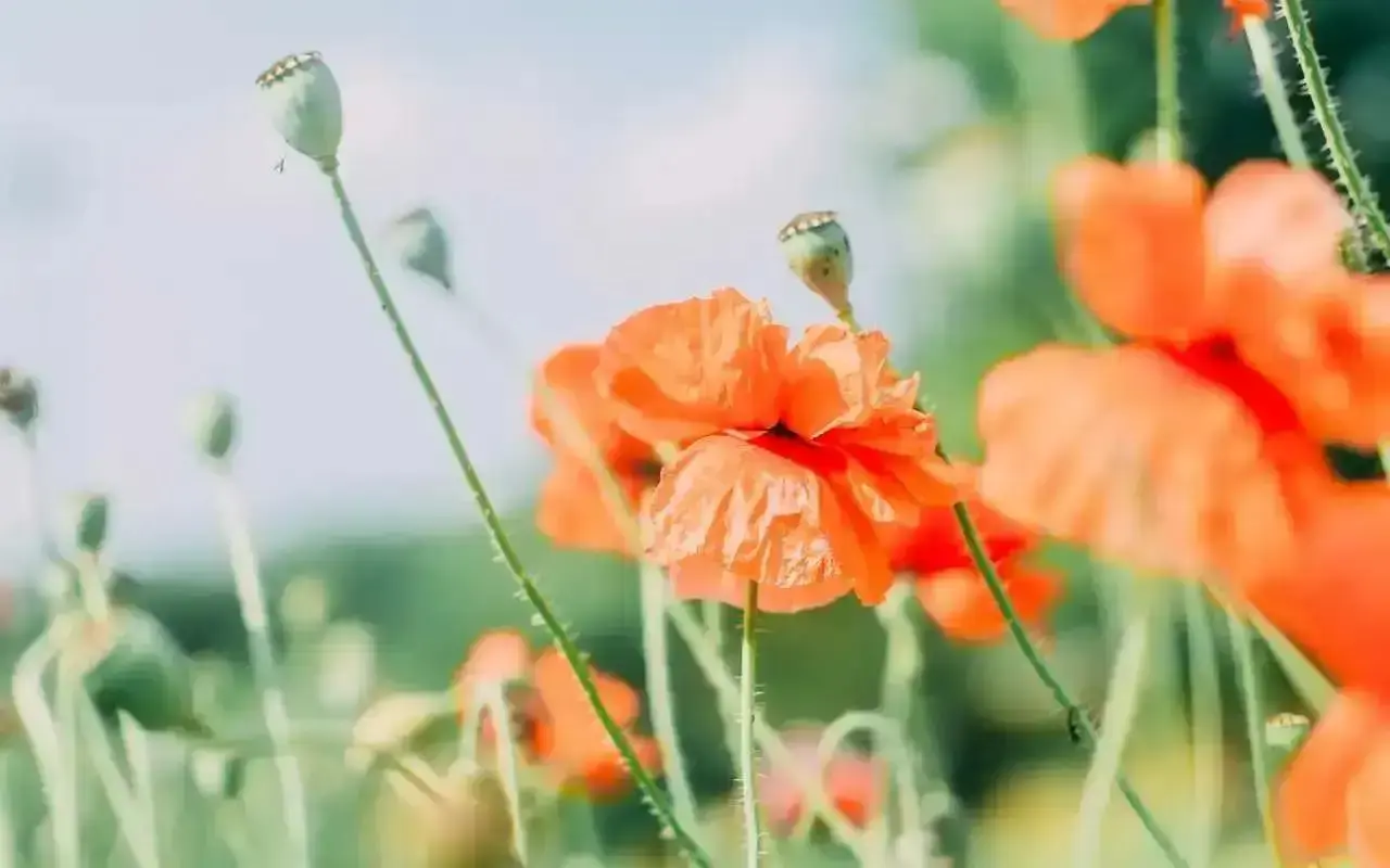 大神开发的PDF发票文件识别神器，非常好用，值得收藏-知峰社