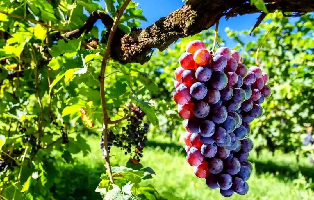 图片[5]_秋天吃什么？这8种食物帮你滋润身体，告别秋燥_轻养有术